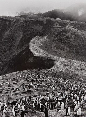 01_SEBASTIÃO SALGADO, Chinstrap Penguins (Pygoscelis Antarctica), Deception Island, Antarctica, 2005.jpg